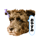 黒シュナアディ2（個別スタンプ：14）