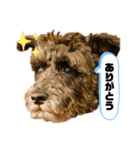 黒シュナアディ2（個別スタンプ：15）