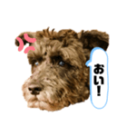 黒シュナアディ2（個別スタンプ：17）