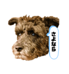 黒シュナアディ2（個別スタンプ：18）