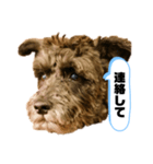 黒シュナアディ2（個別スタンプ：21）