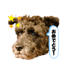 黒シュナアディ2（個別スタンプ：24）