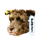 黒シュナアディ2（個別スタンプ：25）