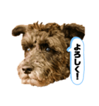 黒シュナアディ2（個別スタンプ：26）