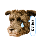 黒シュナアディ2（個別スタンプ：28）