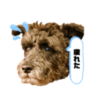 黒シュナアディ2（個別スタンプ：29）
