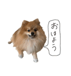 毛玉のふきだしスタンプ（個別スタンプ：1）