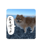 毛玉のふきだしスタンプ（個別スタンプ：3）