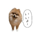 毛玉のふきだしスタンプ（個別スタンプ：4）
