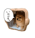 毛玉のふきだしスタンプ（個別スタンプ：5）