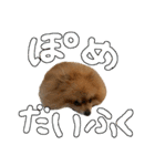 毛玉のふきだしスタンプ（個別スタンプ：6）