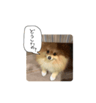 毛玉のふきだしスタンプ（個別スタンプ：7）
