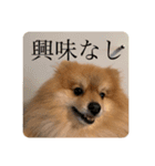 毛玉のふきだしスタンプ（個別スタンプ：9）