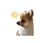 毛玉のふきだしスタンプ（個別スタンプ：10）