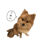 毛玉のふきだしスタンプ（個別スタンプ：12）