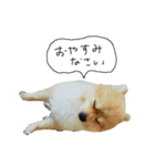 毛玉のふきだしスタンプ（個別スタンプ：14）