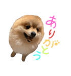 毛玉のふきだしスタンプ（個別スタンプ：15）