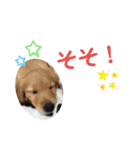 のあ＆ゆめ＆ちわ（個別スタンプ：5）