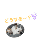 のあ＆ゆめ＆ちわ（個別スタンプ：11）