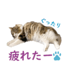 Ta Nous et Mon2（個別スタンプ：16）