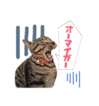 うちの子スタンプ☆ゆうこさんfamily☆（個別スタンプ：17）