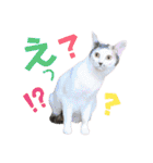 うちの子スタンプ☆ゆうこさんfamily☆（個別スタンプ：19）