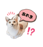 うちの子スタンプ☆ゆうこさんfamily☆（個別スタンプ：23）