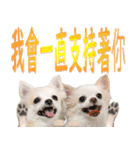 チワワ❤好感度↑心のこもった言葉@台湾向け（個別スタンプ：3）