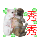 チワワ❤好感度↑心のこもった言葉@台湾向け（個別スタンプ：7）