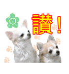 チワワ❤好感度↑心のこもった言葉@台湾向け（個別スタンプ：30）