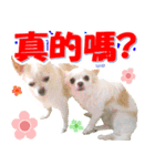 チワワ❤好感度↑心のこもった言葉@台湾向け（個別スタンプ：37）
