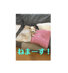 はくだよー（個別スタンプ：2）