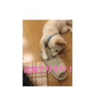 はくだよー（個別スタンプ：3）