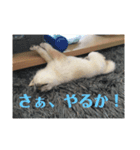 はくだよー（個別スタンプ：5）