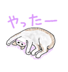 いつもいつでも 8（個別スタンプ：30）