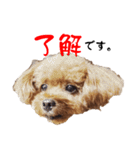 めっちゃかわいいトイプードル（個別スタンプ：5）