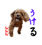 めっちゃかわいいトイプードル（個別スタンプ：8）