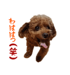 めっちゃかわいいトイプードル（個別スタンプ：9）