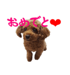 めっちゃかわいいトイプードル（個別スタンプ：12）