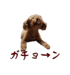 めっちゃかわいいトイプードル（個別スタンプ：14）