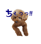 めっちゃかわいいトイプードル（個別スタンプ：17）