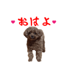 めっちゃかわいいトイプードル（個別スタンプ：18）