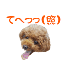 めっちゃかわいいトイプードル（個別スタンプ：19）
