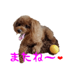 めっちゃかわいいトイプードル（個別スタンプ：25）