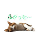 ぼく、そら！2（個別スタンプ：25）
