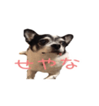 チワワのマロちゃん（老犬）（個別スタンプ：1）