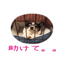 チワワのマロちゃん（老犬）（個別スタンプ：3）