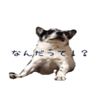 チワワのマロちゃん（老犬）（個別スタンプ：4）