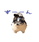 チワワのマロちゃん（老犬）（個別スタンプ：5）