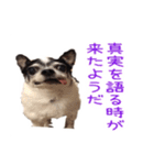 チワワのマロちゃん（老犬）（個別スタンプ：6）